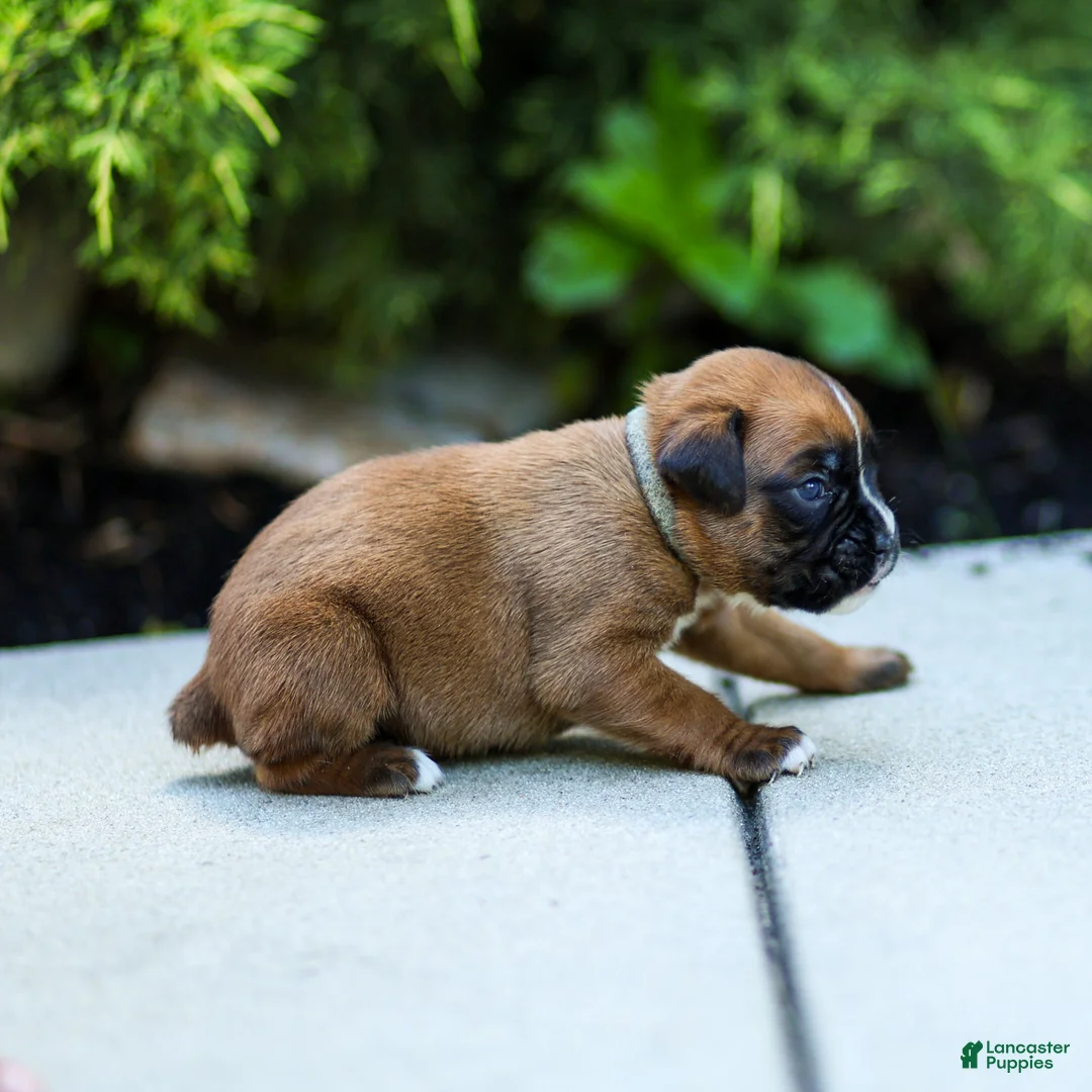 Boxer dogs for sale: Nettie Boxer  - Ad 4