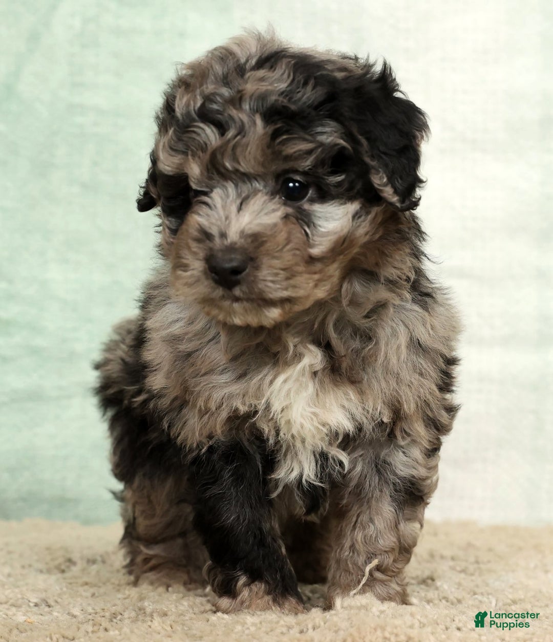 Mini Aussiedoodle dogs for sale: Molly - Ad 5