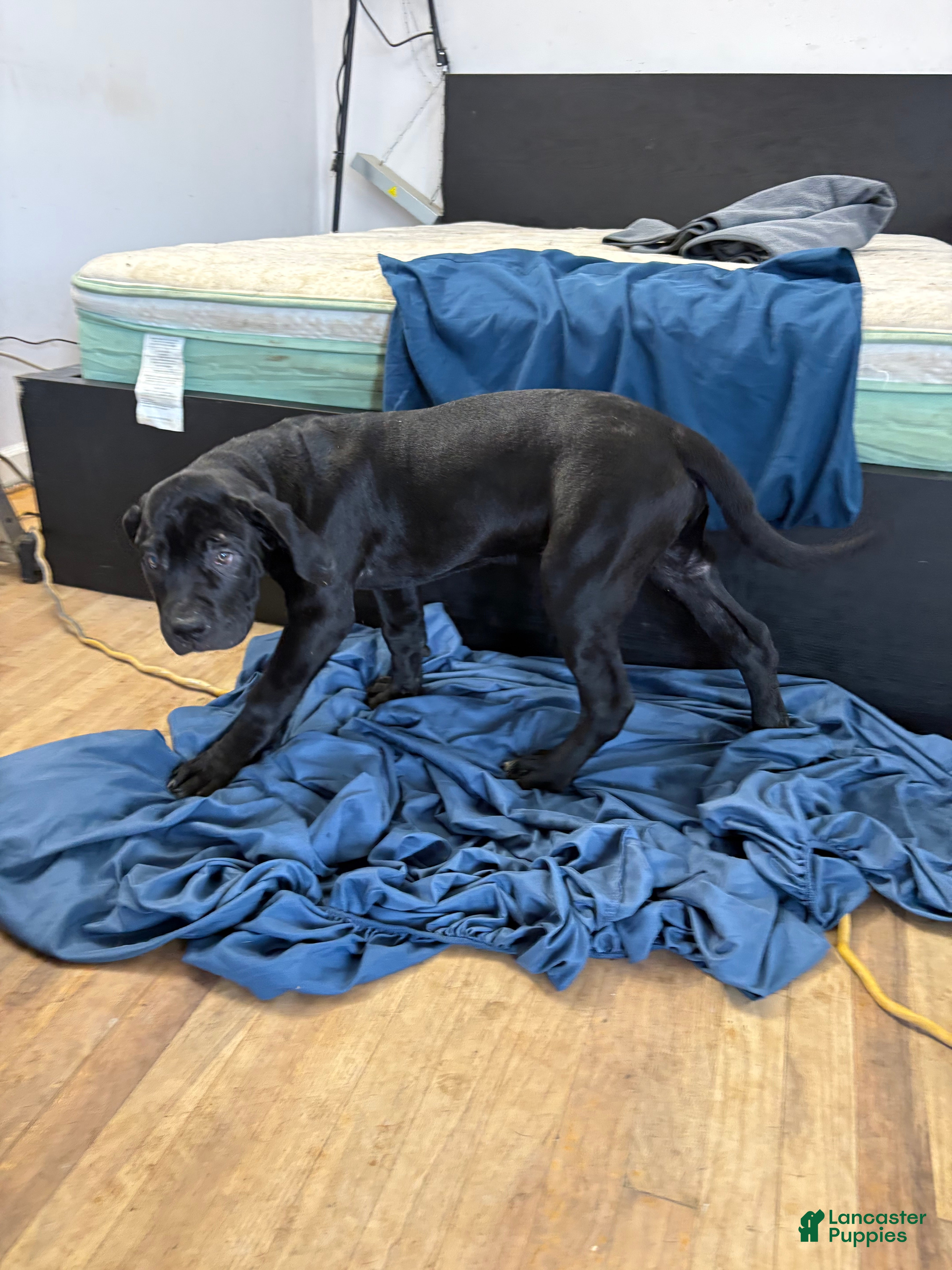 Mixed Breed dogs Mixed Breed Puppy 1 - Ad 1