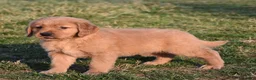 Golden Retriever dogs for sale: Pepper    Genetic/OFA - Ad 4