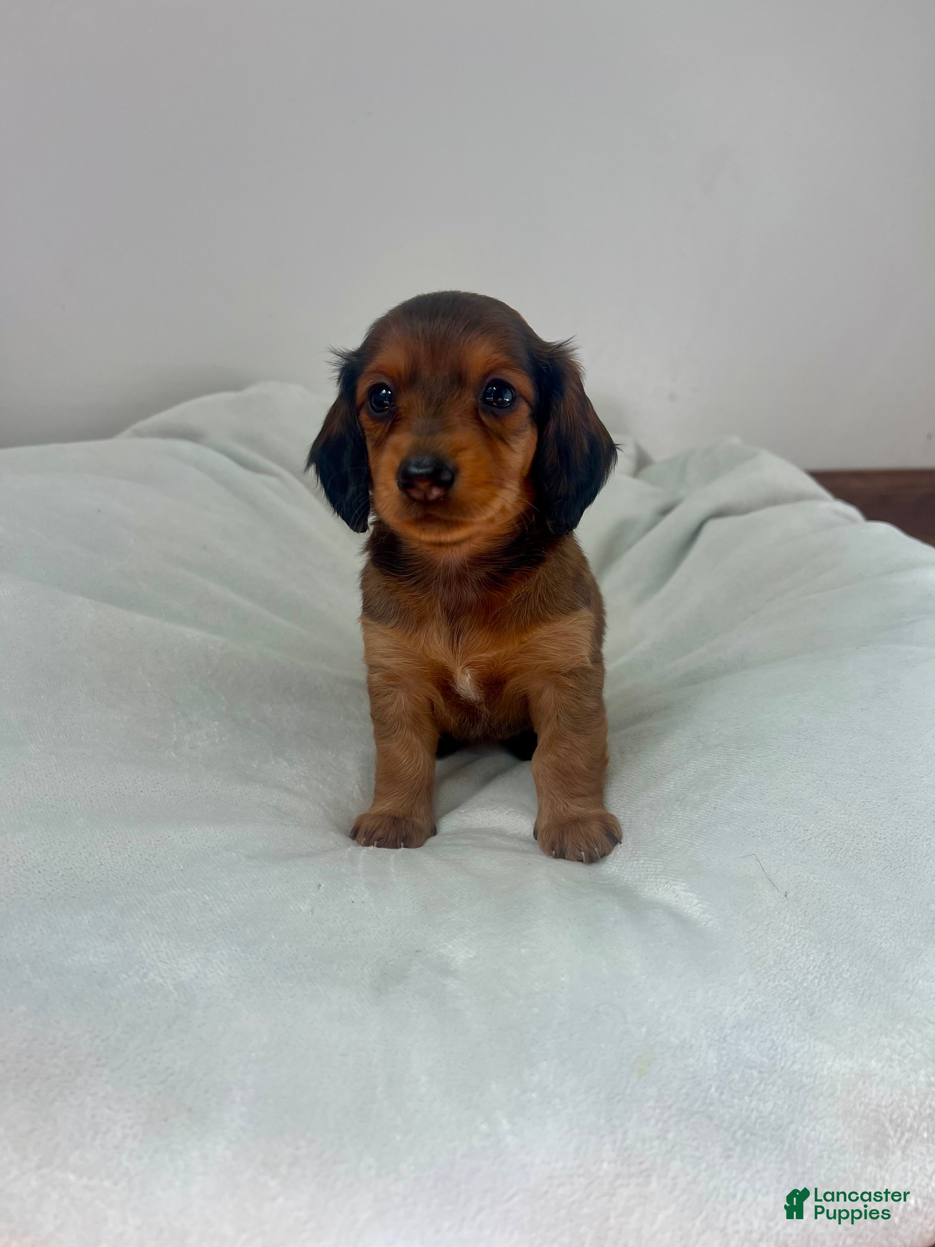 Miniature Dachshund dogs Tulip - Ad 1