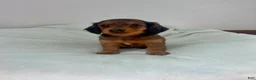 Miniature Dachshund dogs for sale: Tulip - Ad 1