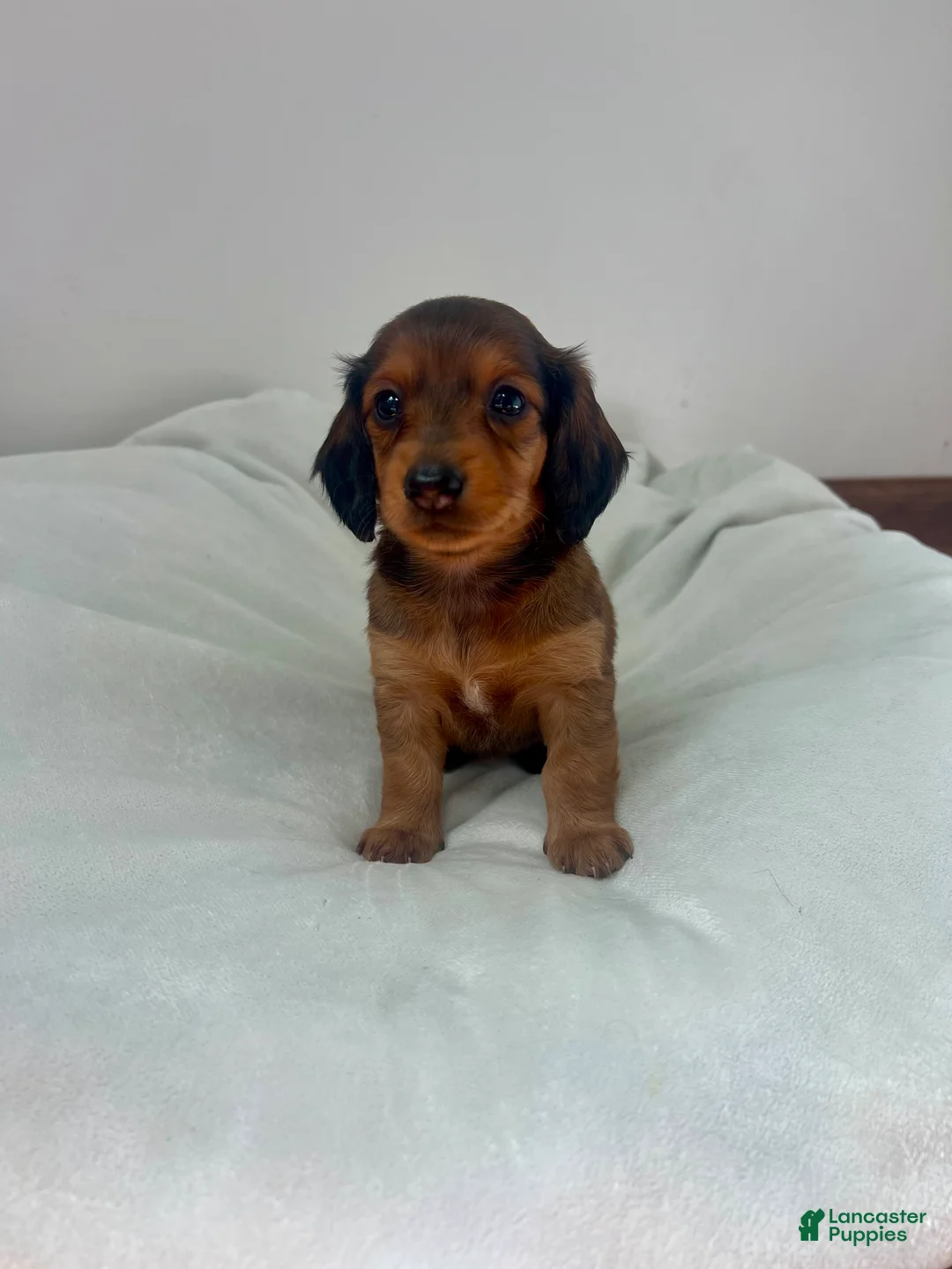 Miniature Dachshund dogs for sale: Tulip - Ad 1