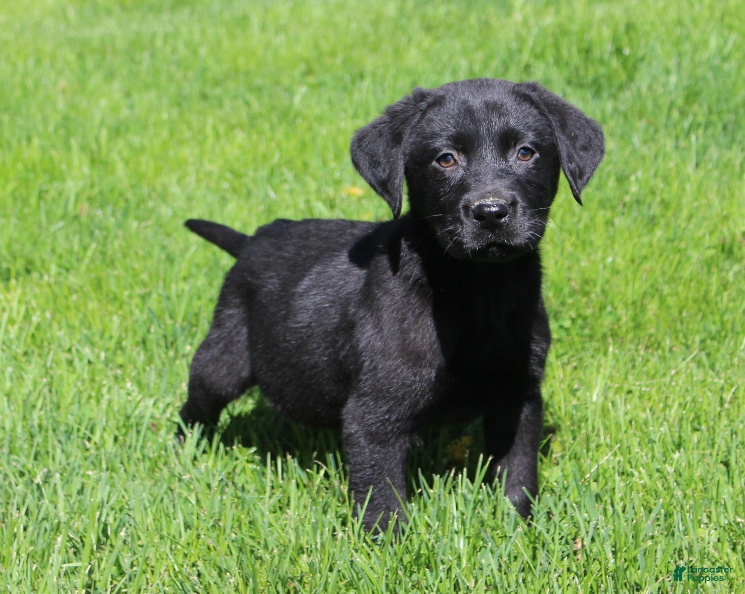Labrador Retriever dogs Labrador Retriever Winston - Ad 1