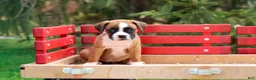 Boxer dogs for sale: Betty - Ad 5