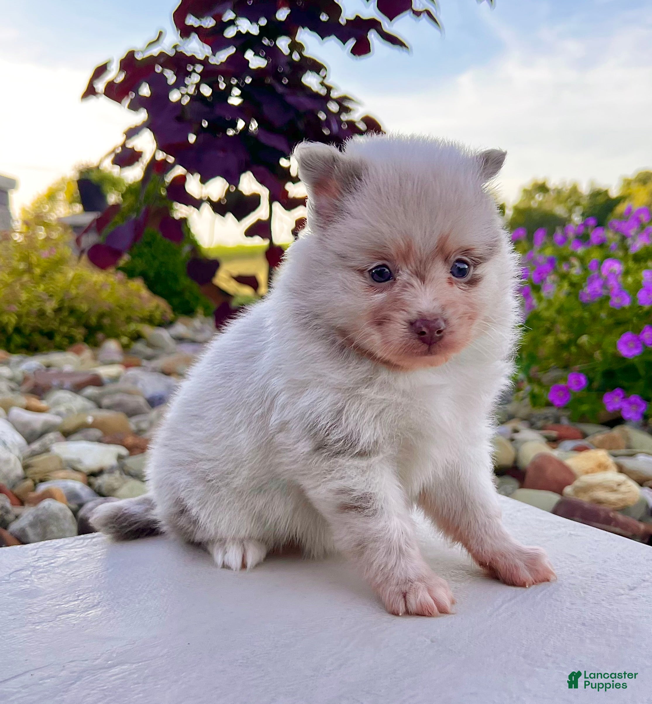 Pomeranian dogs Sugar - Ad 2
