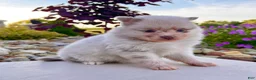 Pomeranian dogs for sale: Sugar - Ad 2
