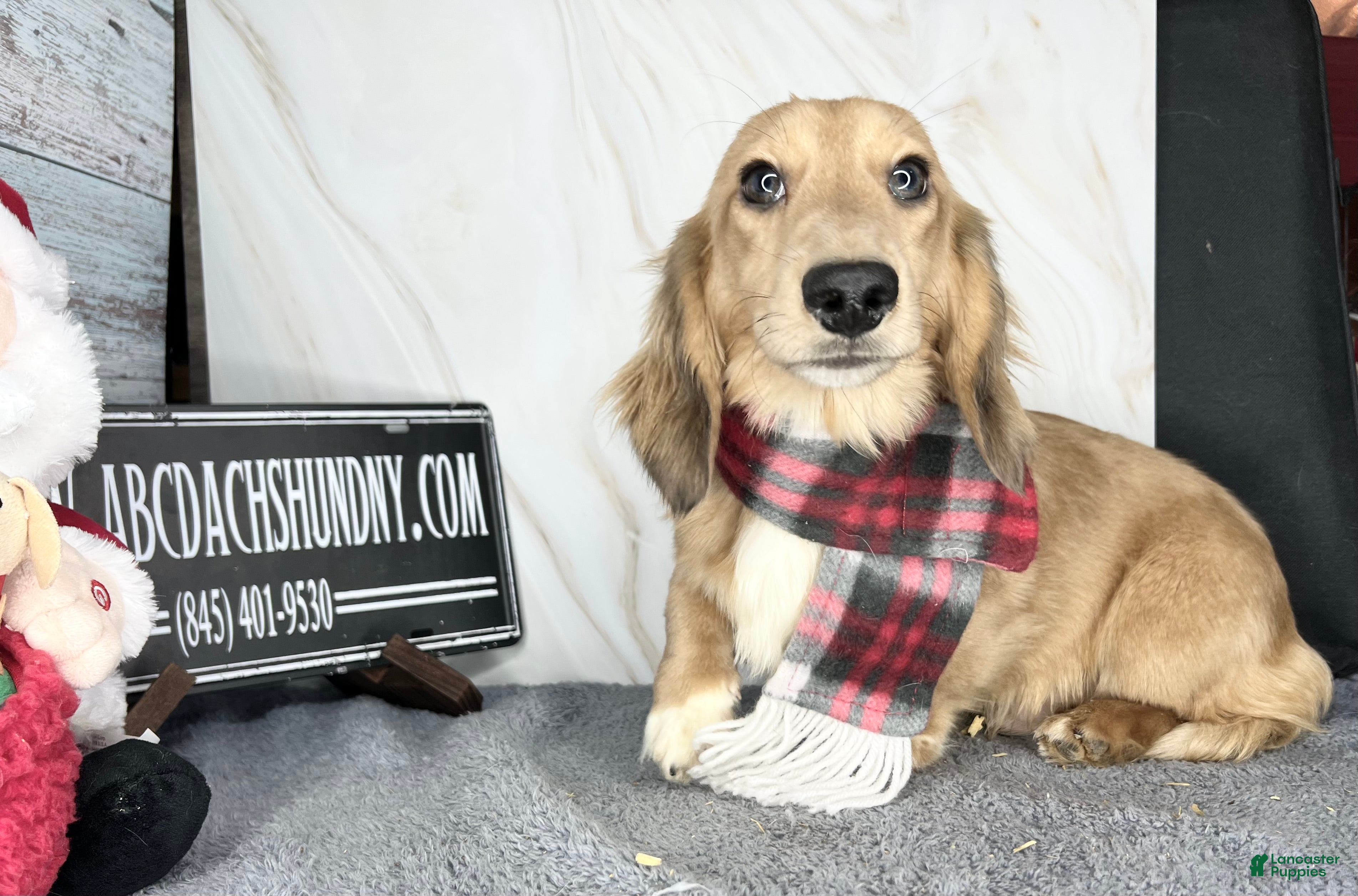 Miniature Dachshund dogs Cream dapple - Ad 35