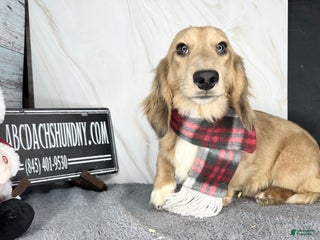 Miniature Dachshund dogs Cream dapple - Ad 35