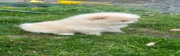 Pomeranian dogs for sale: Pomeranian Puppy 2 - Ad 7