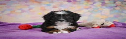Mini Bernedoodle dogs for sale: Samantha - Ad 6