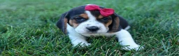 Beagle dogs for sale:  Cody 🐾🐶 - Ad 11