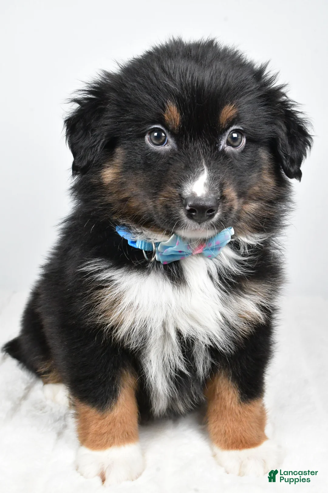 Miniature Australian Shepherd dogs for sale: Landon - Ad 5