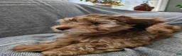 Havapoo dogs for sale: Jordie - Ad 3