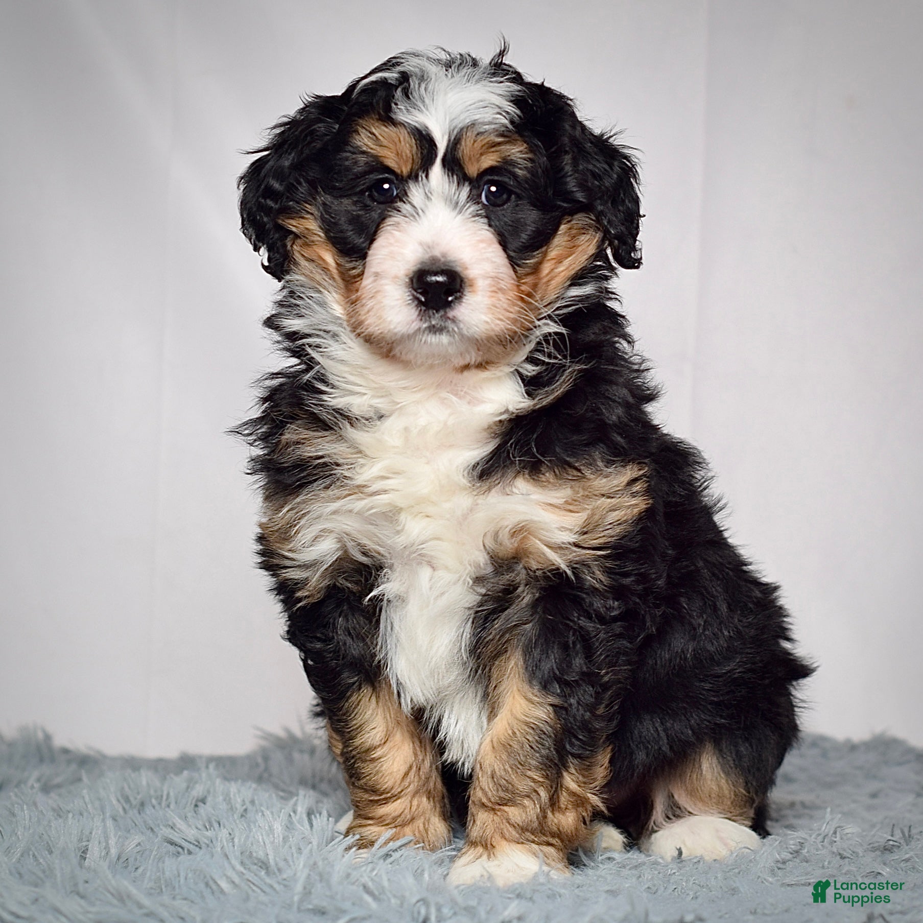 Mini Bernedoodle dogs Samantha  - Ad 2