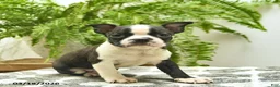 Boston Terrier dogs for sale: Chuck  - Ad 4