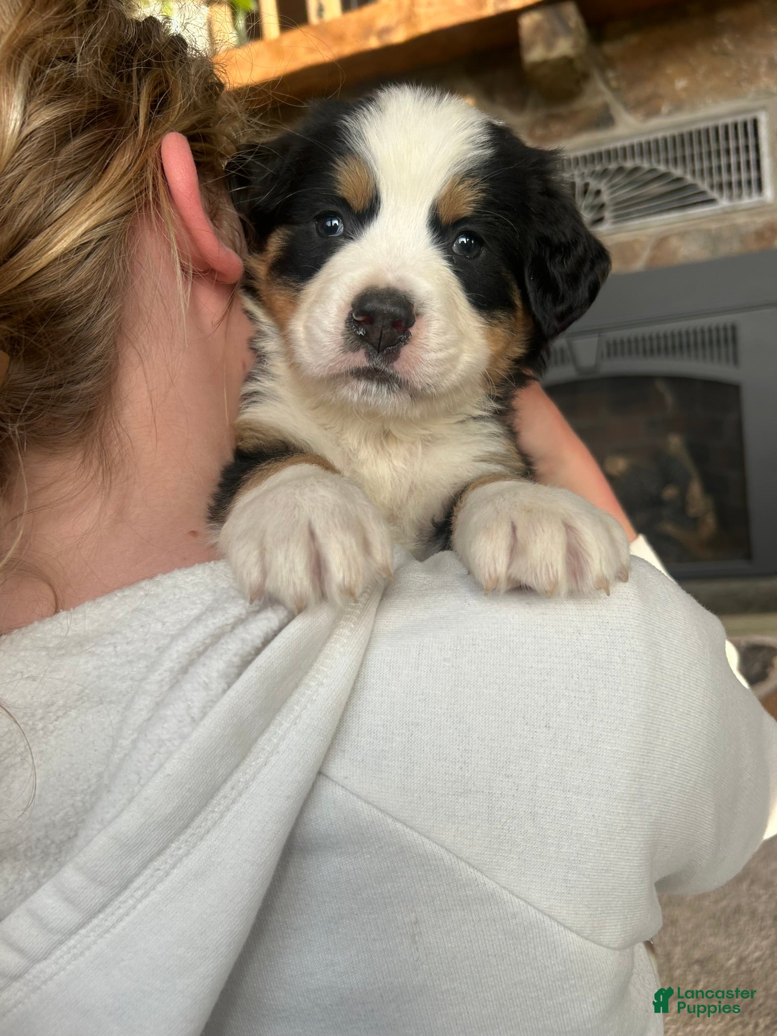 Bernese Mountain Dog dogs Bernese Mountain Dog Puppy 14 - Ad 4