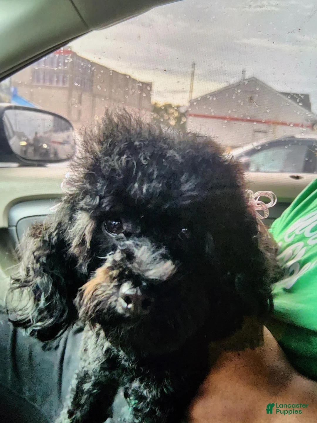 Mixed Breed dogs for sale: Mixed Breed 1 - Ad 2
