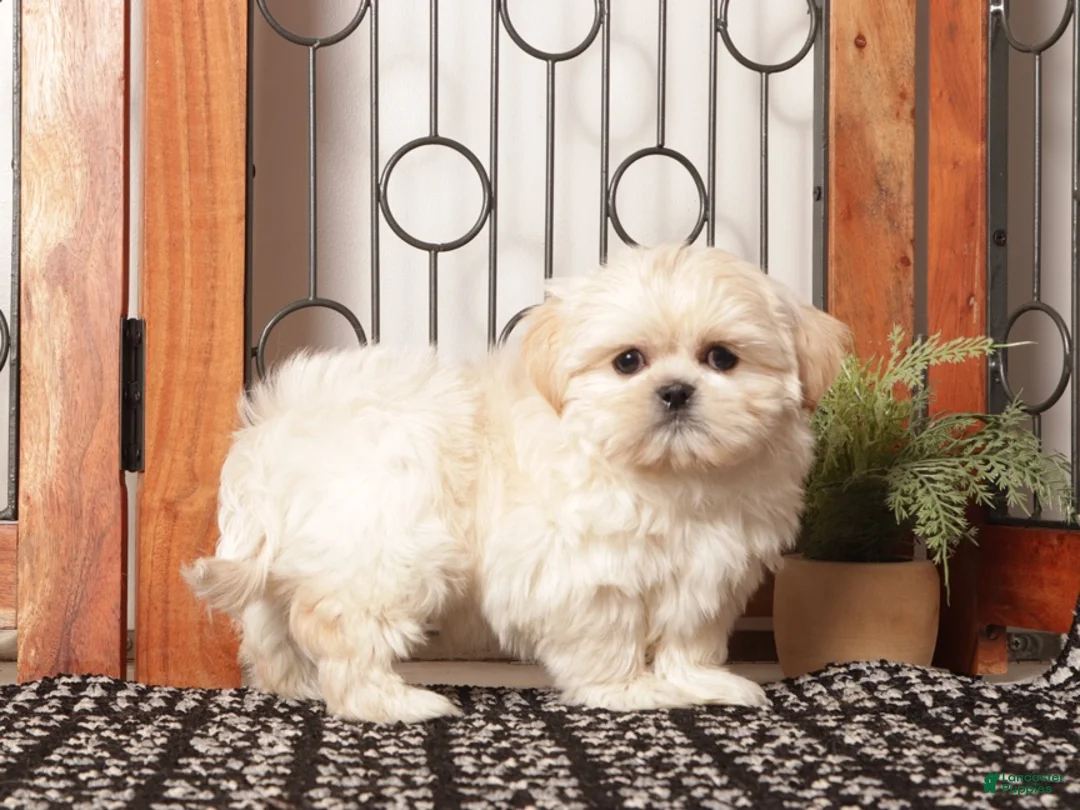 Shih Tzu dogs for sale: Gil Spunky Little Shihtzu - Ad 4