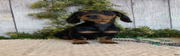 Miniature Dachshund dogs for sale: Fritz - Ad 11