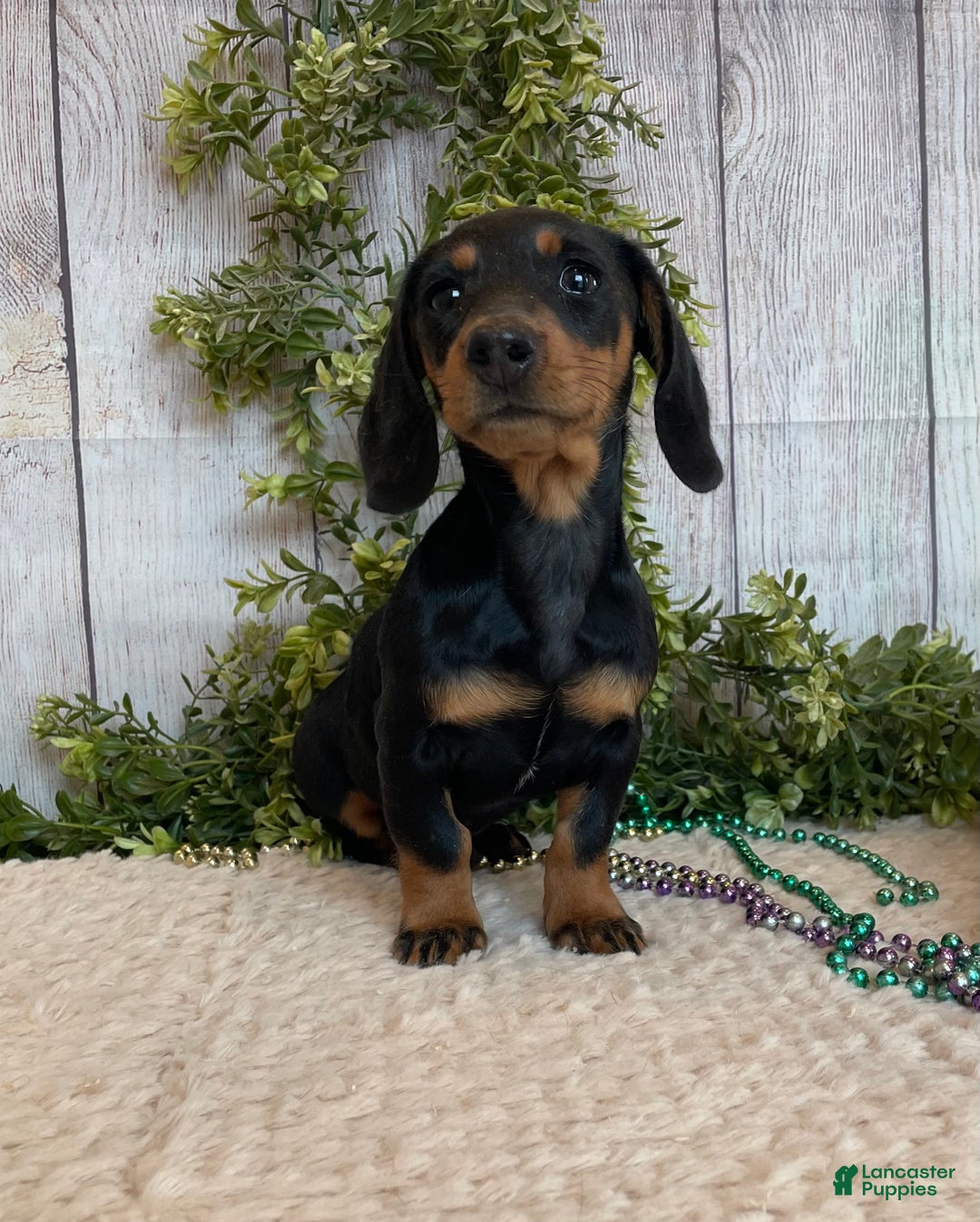 Miniature Dachshund dogs for sale: Fritz - Ad 11