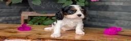 Cavalier King Charles Spaniel dogs for sale: Remi - Ad 9