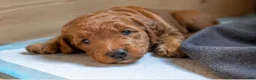 Mini Goldendoodle dogs for sale: Mini Goldendoodle Male 2 - Ad 1