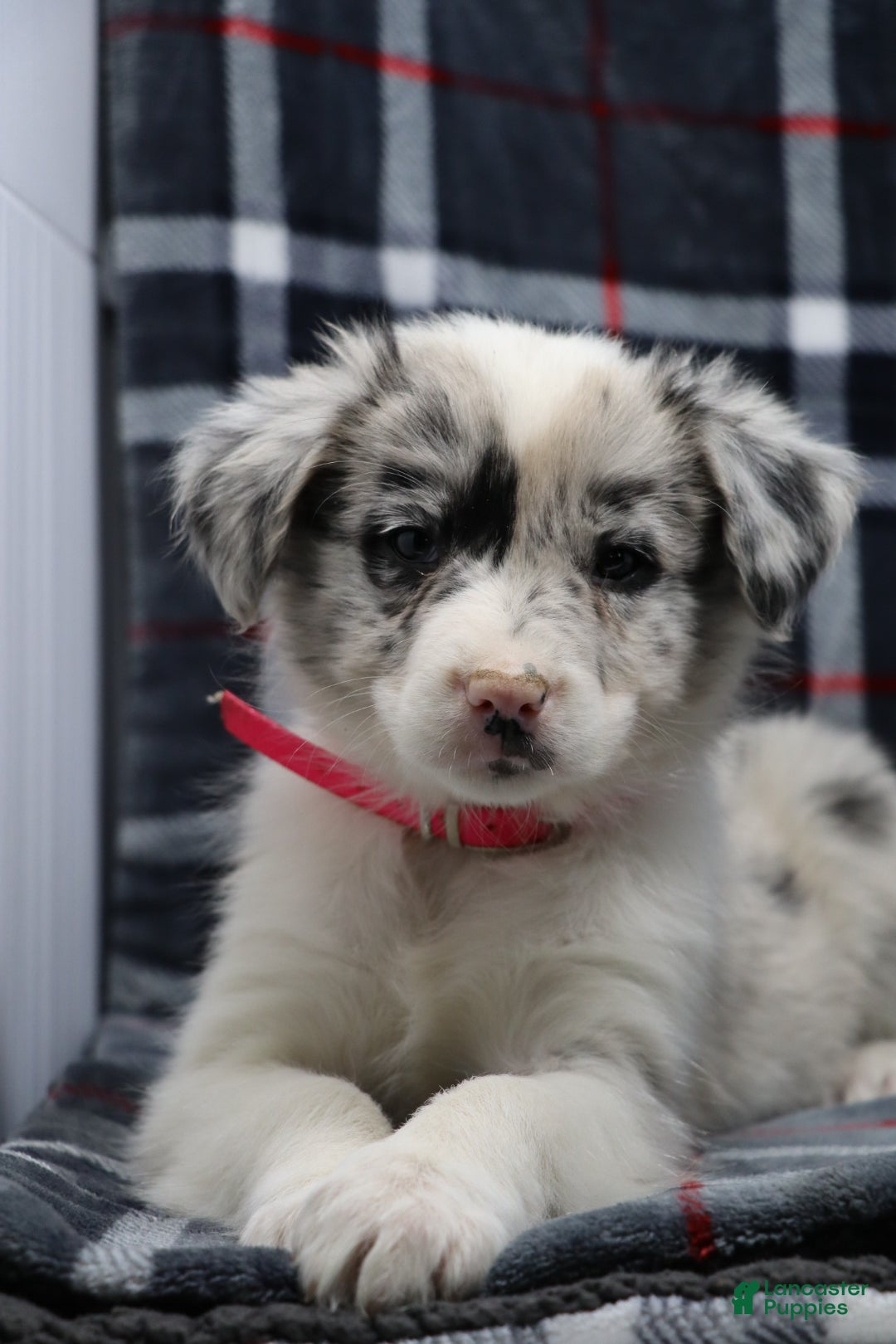 Border Collie dogs ellie - Ad 3