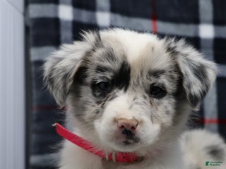 Border Collie dogs ellie - Ad 7