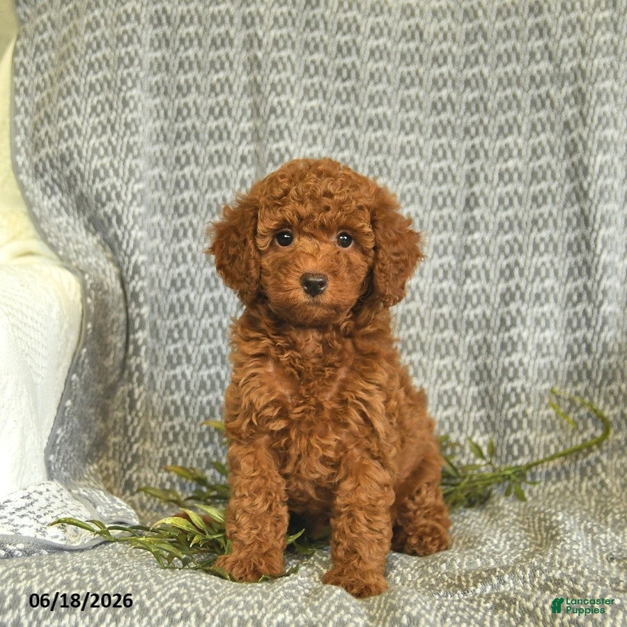 Miniature Poodle dogs Amber  - Ad 1