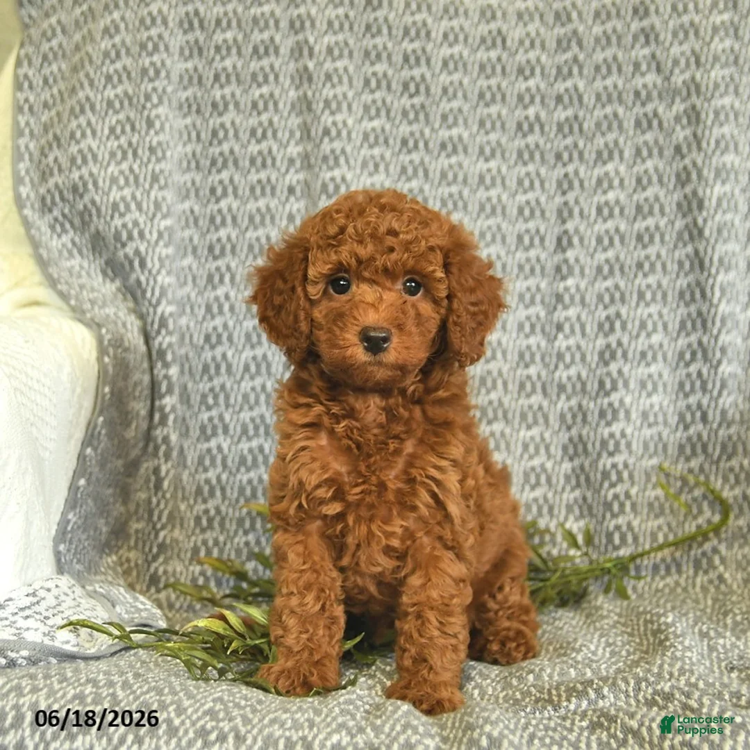 Miniature Poodle dogs for sale: Amber  - Ad 1