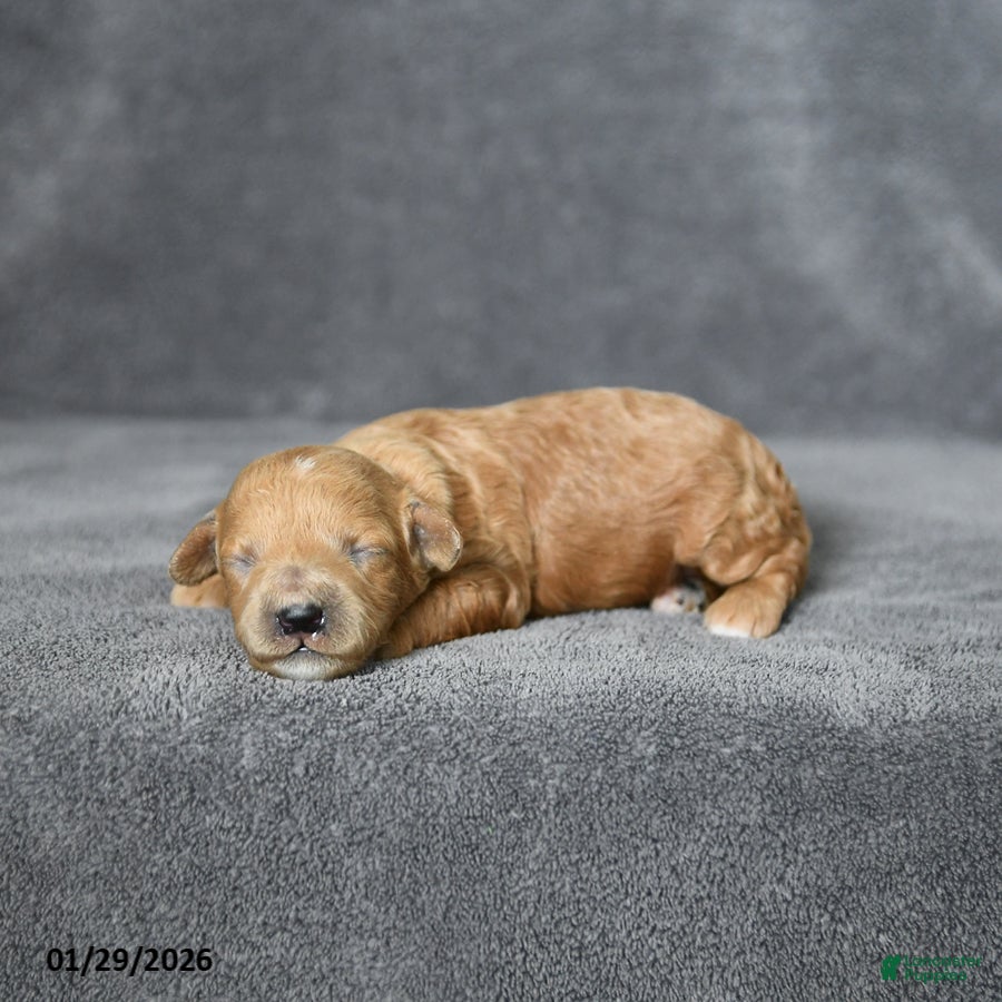 Toy Poodle dogs Jewel - Ad 7