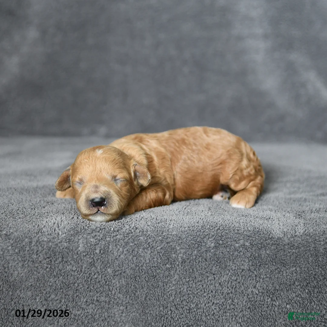 Toy Poodle dogs for sale: Jewel - Ad 1