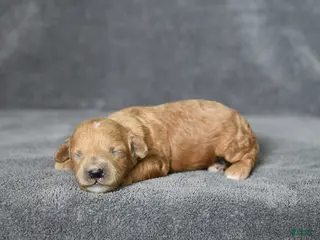 Toy Poodle dogs Jewel - Ad 7