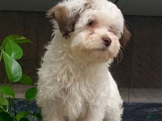 Havanese dogs Leo - Ad 27