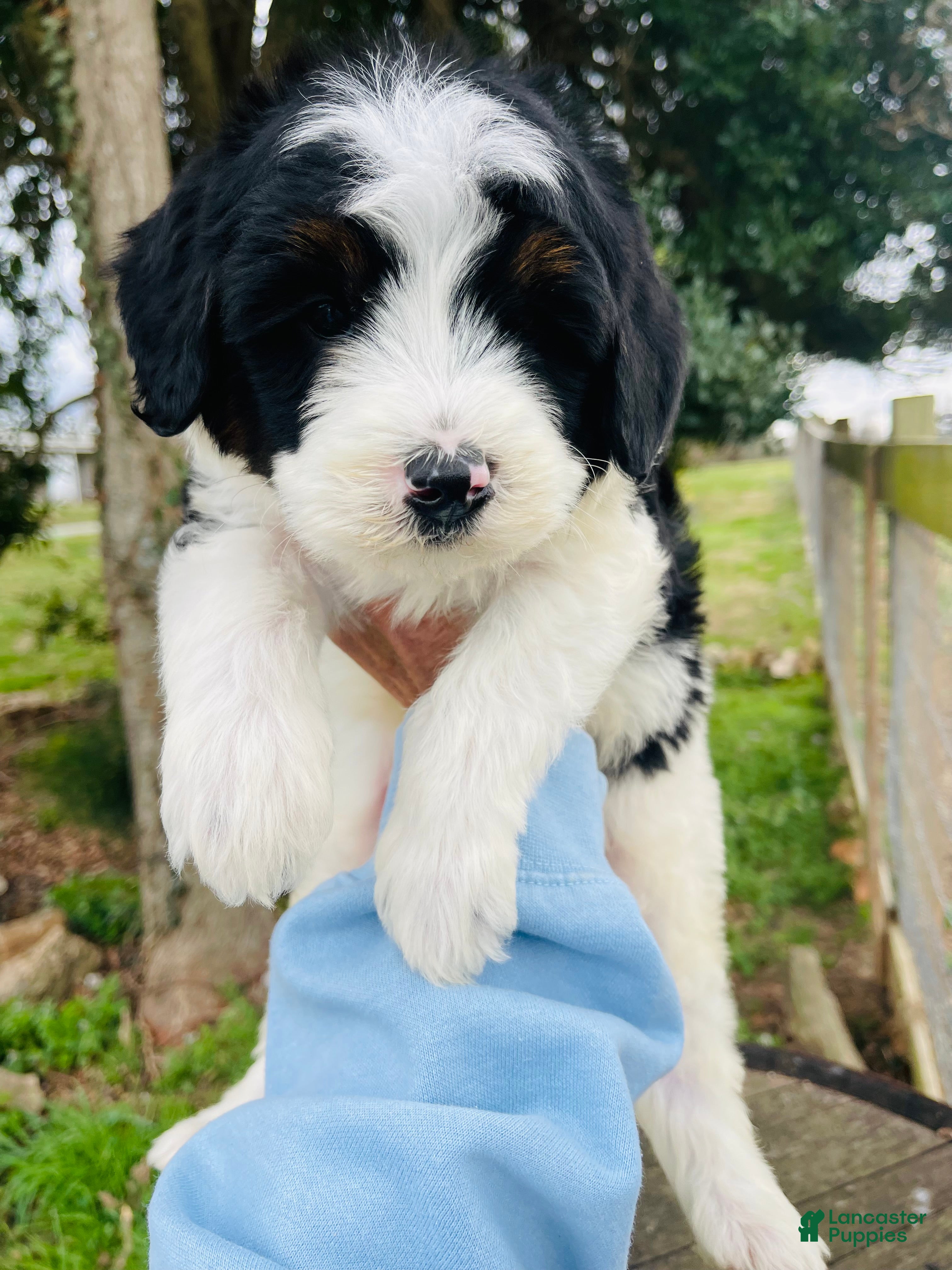 Mini Bernedoodle dogs Mini Bernedoodle “Peep” - Ad 4