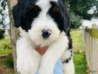 Mini Bernedoodle dogs Mini Bernedoodle “Peep” - Ad 4