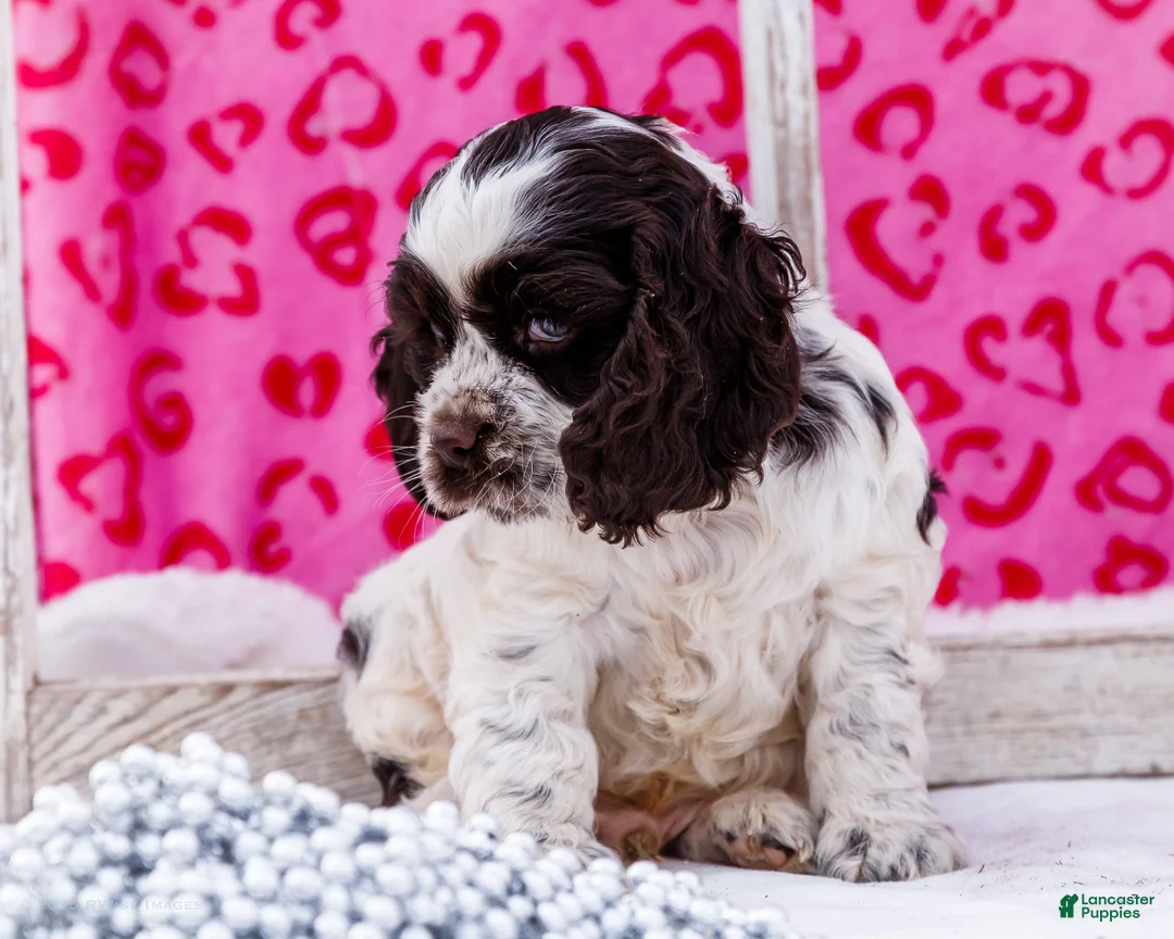 Cocker Spaniel dogs for sale: Waldo - Ad 5