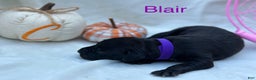 Great Dane dogs for sale: Blair - Ad 9
