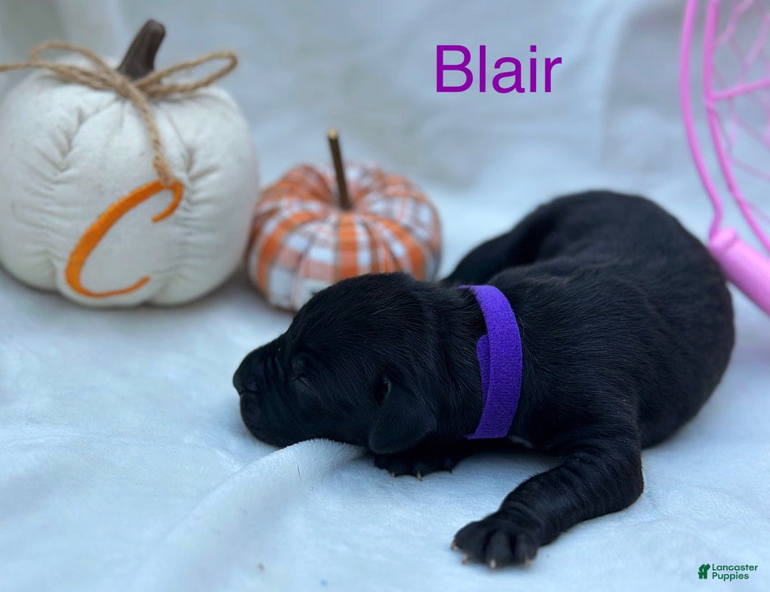Great Dane dogs for sale: Blair - Ad 9