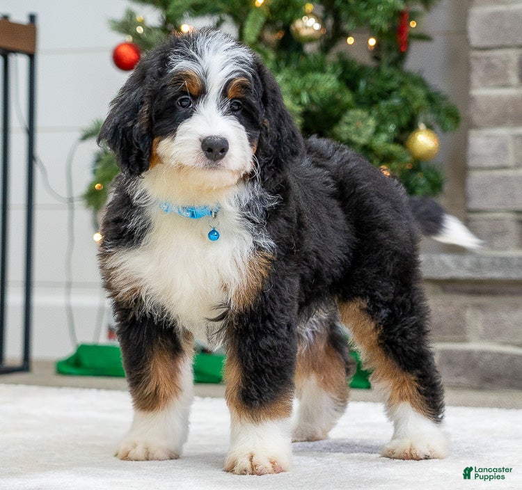 Mini Bernedoodle dogs Phoebe - Ad 9