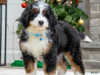 Mini Bernedoodle dogs Phoebe - Ad 28