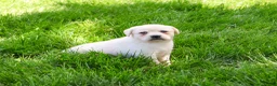 Labrador Retriever dogs for sale: Silvermist  - Ad 3