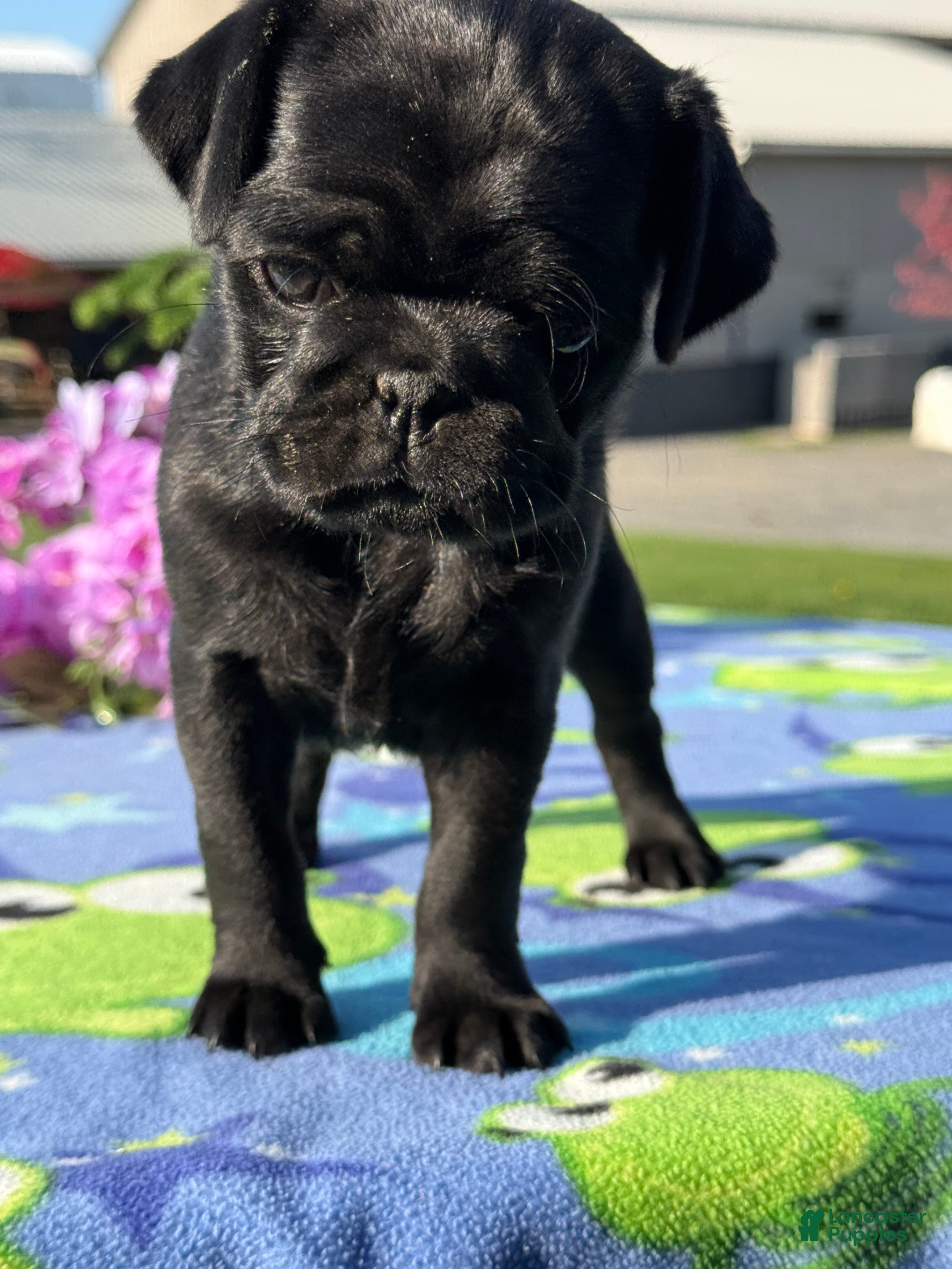 Pug dogs Petunia - Ad 1