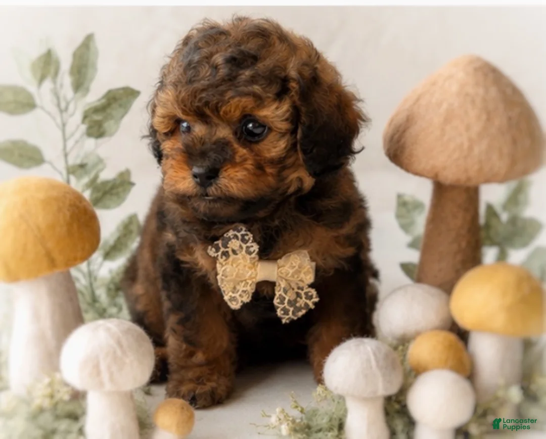 Shihpoo dogs for sale: Oliver - Ad 3