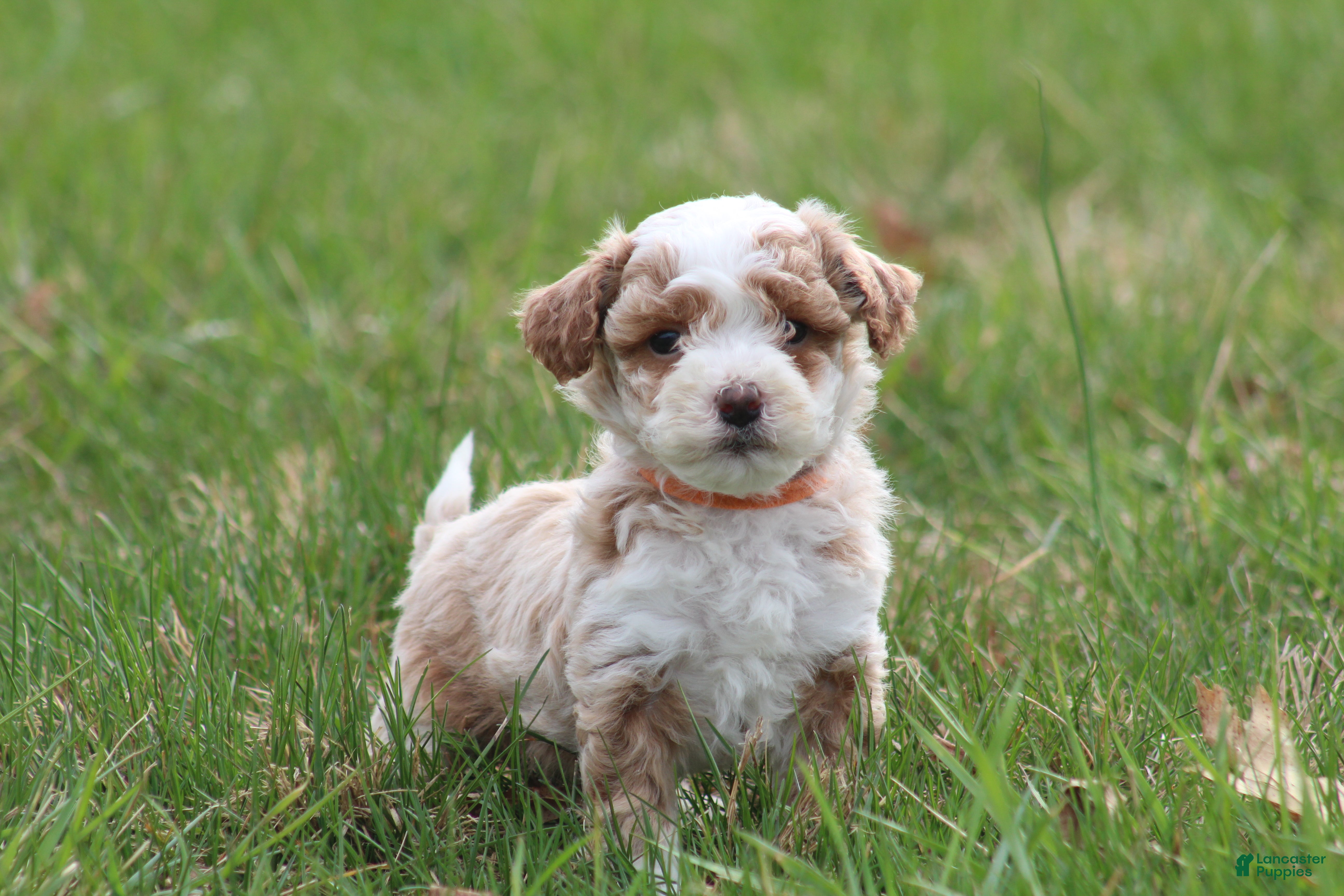 Bichpoo dogs Ryder - Ad 2