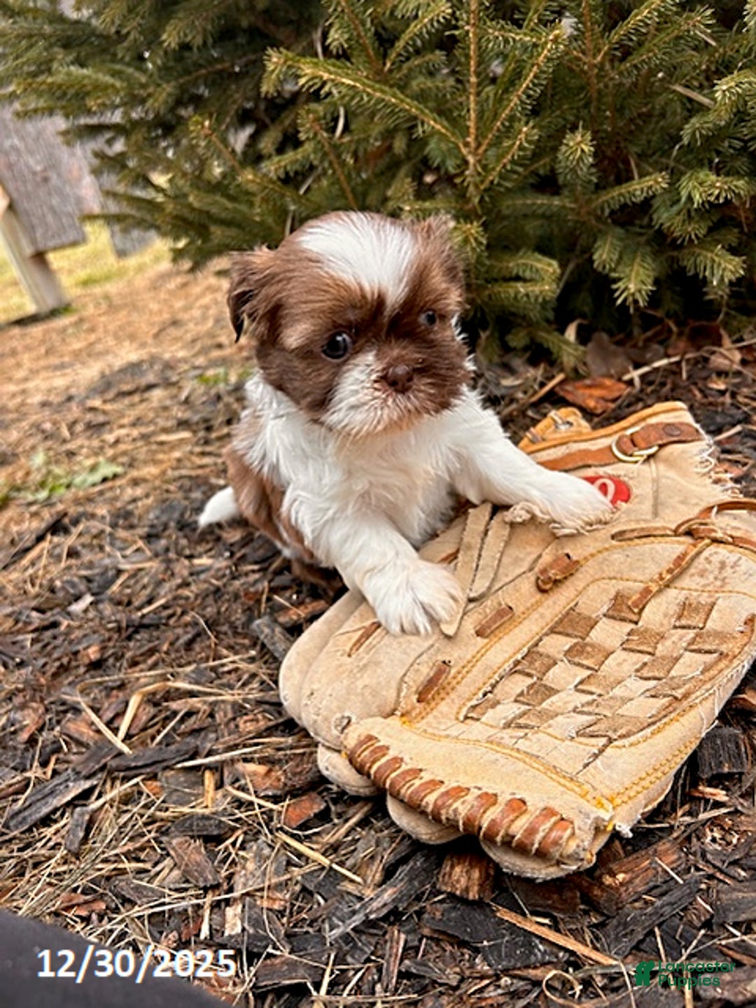 Shih Tzu dogs for sale: Belle - Ad 3