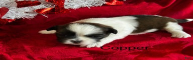 Lhasa Apso Puppy 2