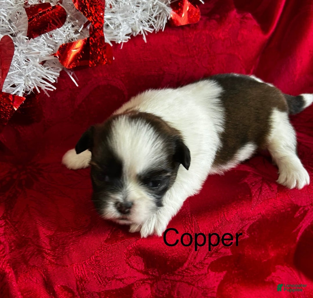 Lhasa Apso dogs for sale: Lhasa Apso Puppy 2 - Ad 1