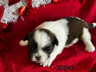 Lhasa Apso dogs Lhasa Apso Puppy 2 - Ad 27